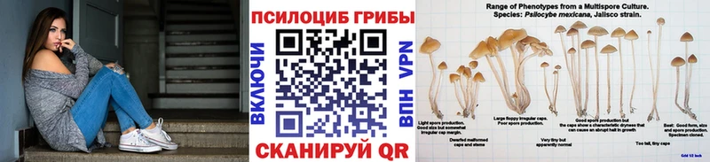 где купить наркоту  Камень-на-Оби  Псилоцибиновые грибы Cubensis 